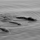 Unidentified beaked whales in the Nemuro Strait.